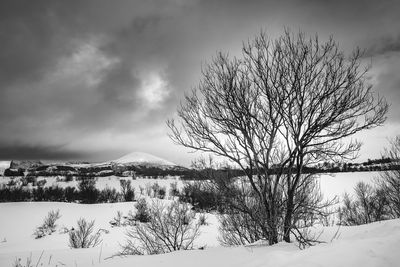 Bare tree on snow covered land against sky