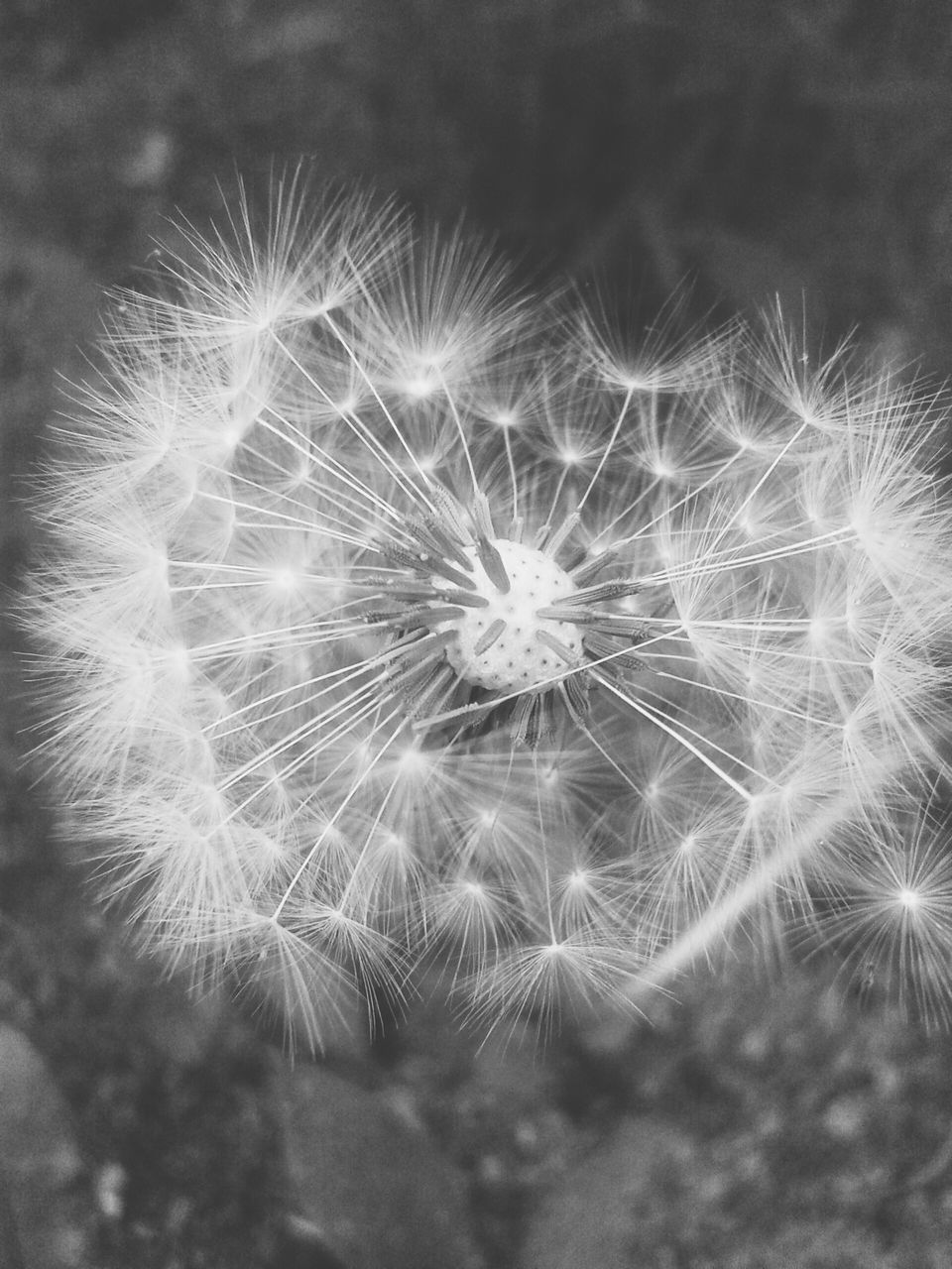 dandelion, close-up, flower, growth, fragility, dandelion seed, nature, beauty in nature, outdoors, celebration, no people, softness, focus on foreground, flower head, freshness, uncultivated, night, single flower, plant, seed