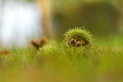 Close-up of grass on field