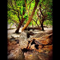 Trees in forest