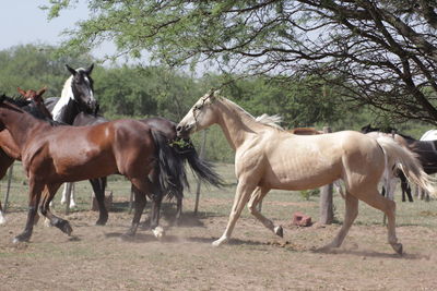 Horses on a field