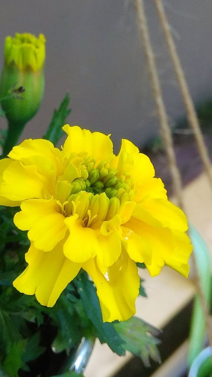 CLOSE-UP OF YELLOW FLOWERING PLANT IN BLOOM