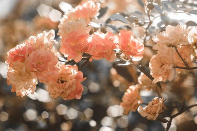 Close-up of flowers blooming