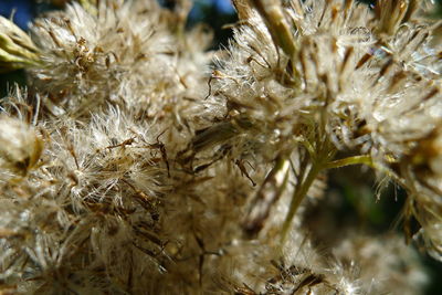 Close-up of wilted plant