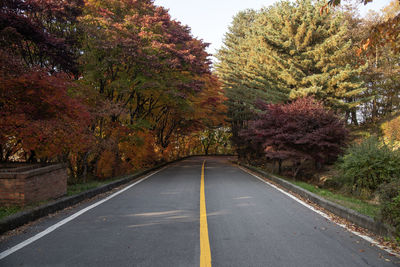 View of the road surrounded by maple trees during autumn