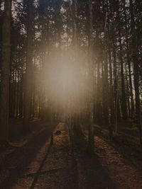 Trees in forest against sky