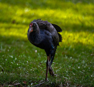 Close-up of a bird on the field