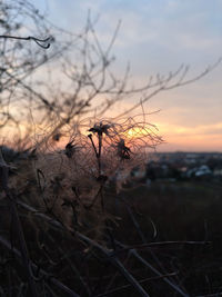 Close-up of silhouette plant on field against sky during sunset