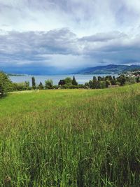 Scenic view of agricultural field against sky