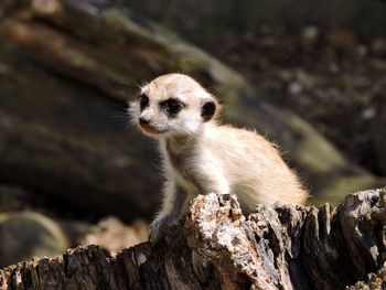 Close-up of meerkat on rock