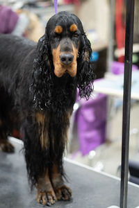 Close-up of dog standing on a grooming table looking at you