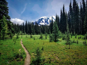 Scenic view of forest against sky