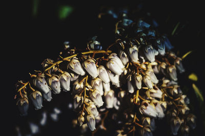 Close-up of wilted plant