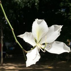 Close-up of white flower