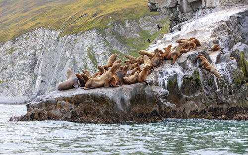 Steller sea lion sitting on a rock island in the pacific ocean on kamchatka peninsula