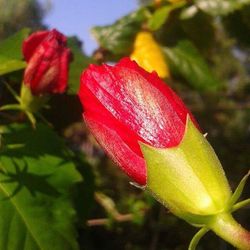 Close-up of red flower