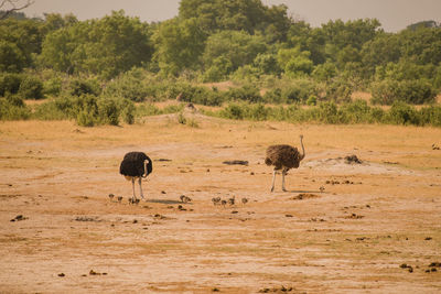 View of birds on landscape against sky