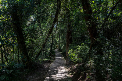 Path in forest