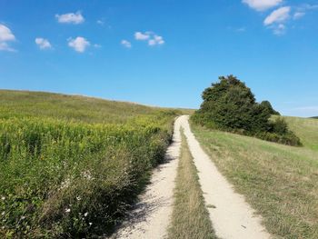 Narrow pathway along trees