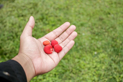 Cropped hand holding strawberry