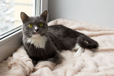 Adorable blue-white cat with green eyes is sitting on a pink blanket near to the window.