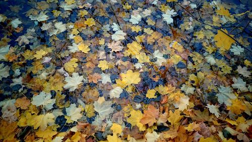 Full frame shot of leaves