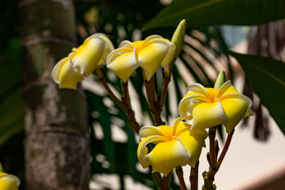 Close-up of yellow flowering plant