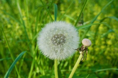 Close-up of dandelion flower on field