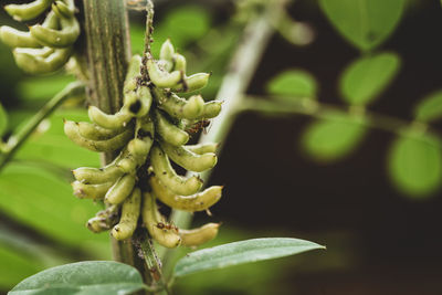 Close-up of flowering plant