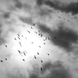 Low angle view of birds flying against cloudy sky