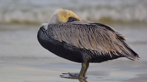 Close-up of bird perching on shore