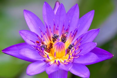 Close-up of bee pollinating on purple flower