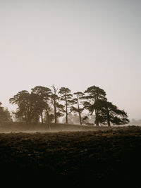 Trees on field against clear sky