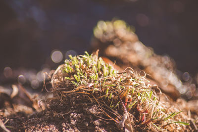 Close-up of plant growing on field