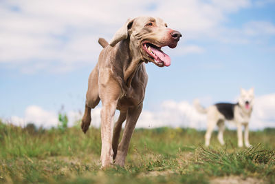 Dog running in field