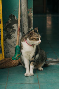 Cat looking away while sitting on tiled floor