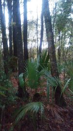 Low angle view of trees in forest