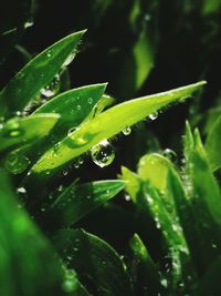 Close-up of water drops on leaf