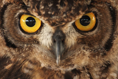 Close-up portrait of owl