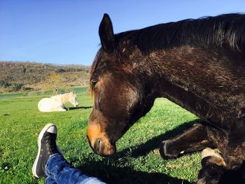 Low section of horse on field