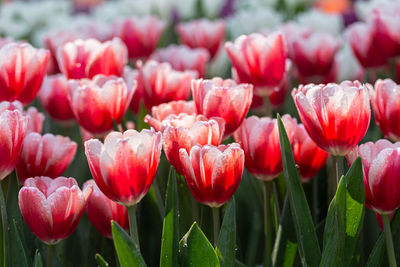 Close-up of red tulips in field