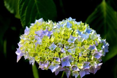 Close-up of purple hydrangea flowers