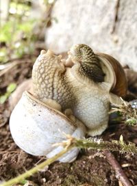 Close-up of a mushrooms