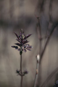 Close-up of flowering plant