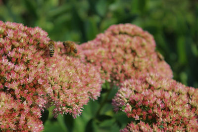 Close-up of pink flowering plants