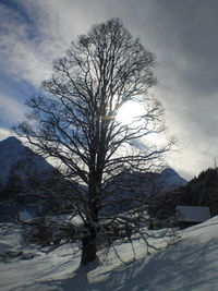 Low angle view of trees against sky during winter