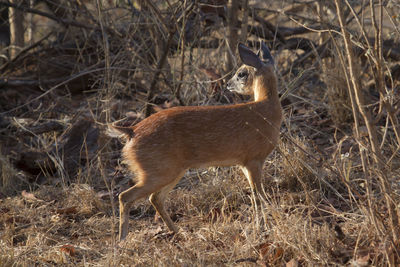 Deer in a field