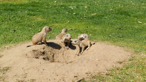 Sheep on grass