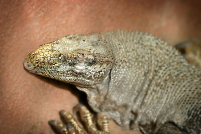 Close-up of lizard