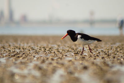 Close-up of bird on beach